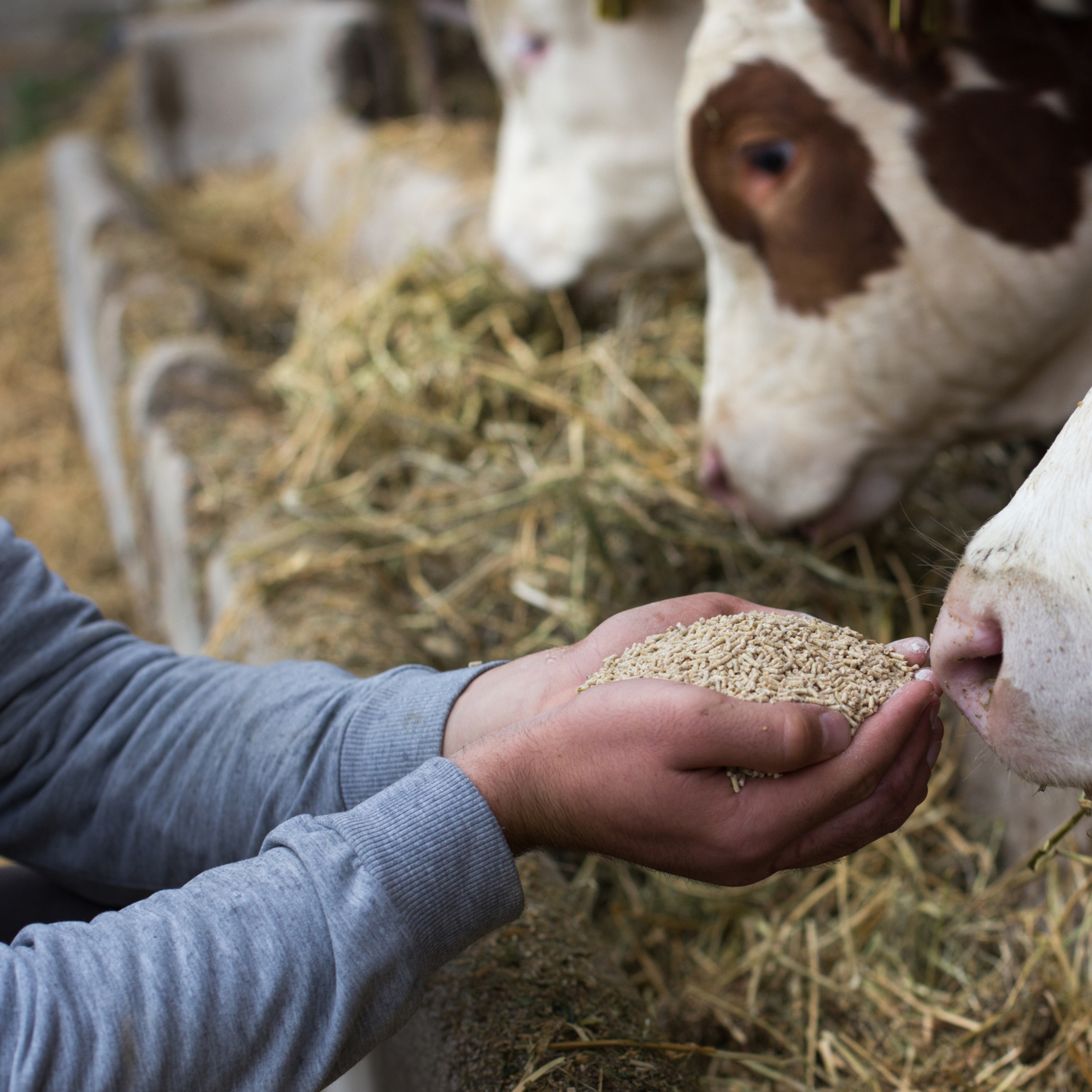 Hand feeding cattle