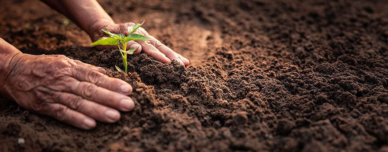 Soil and crop detail