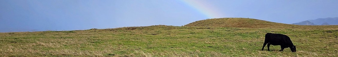 Cow grazing under a rainbow on green farmland