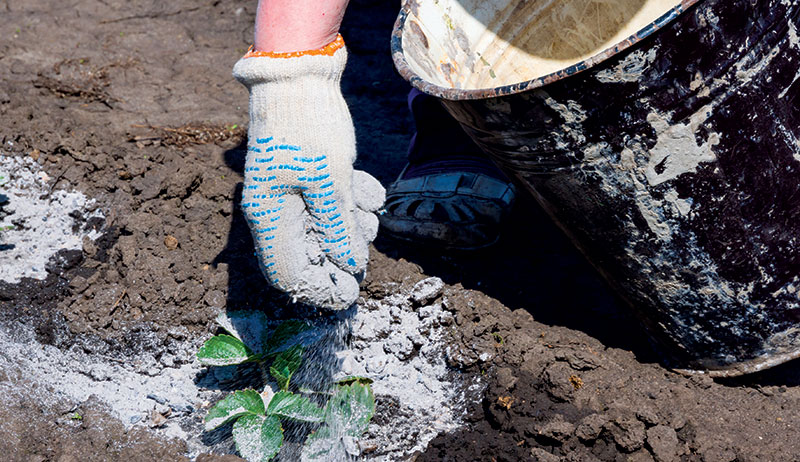Applying soil amendment to a plant
