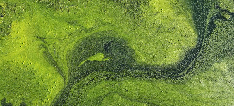 Algae bioreactor system